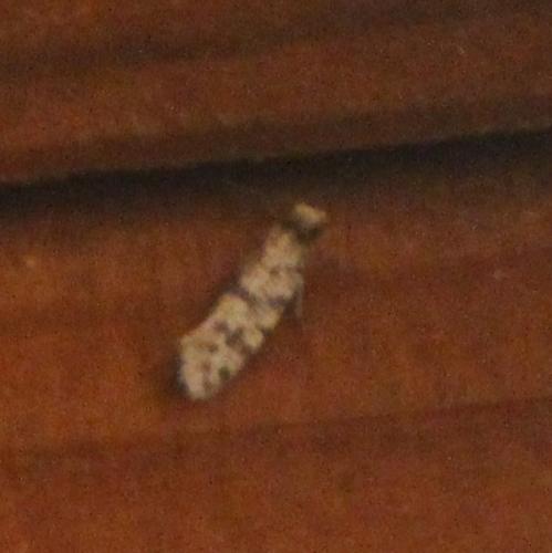 Eumasia sp.